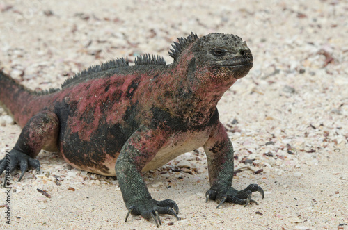 Ecuador, Galapagos, Espanola, Punta Suarez. Endemic subspecies of marine iguana (Wild: Amblyrhynchus cristatus venustissimus) on sandy beach.