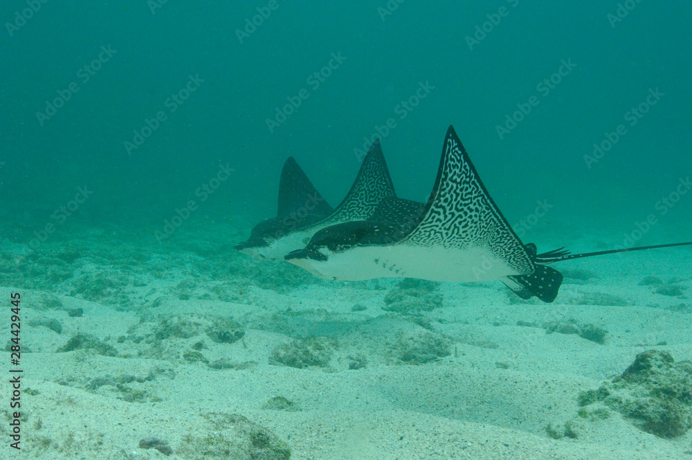 Fototapeta premium Spotted Eagle Rays (Aetobatus narinari), Darwin Island, north Galapagos Archepelago. Ecuador.