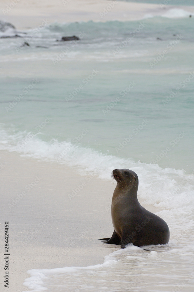 Naklejka premium Galapagos sealion (Zalophus wollebaeki) Espaola or Hood Island, Galapagos Islands, Ecuador.