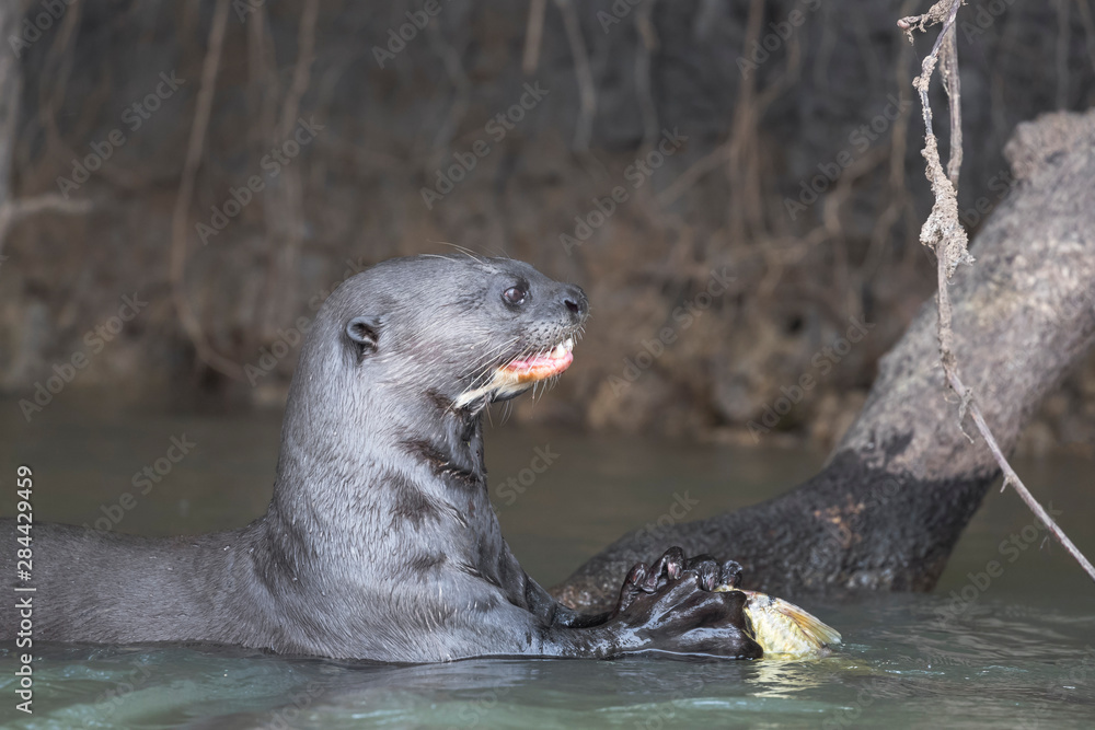 Obraz premium Brazil, The Pantanal. Giant otter eating a fish.