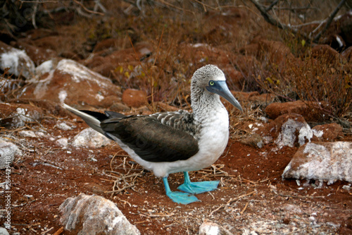 Ecuador, Galapagos Islands, North Seymour Island. Nesting colony of the Blue footed Booby.