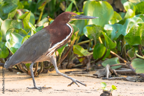 Brazil, The Pantanal. A Rufescent tiger heron adult walks along the beach. photo