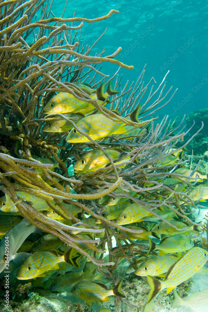 Obraz premium Blue-striped Grunts, Hol Chan Marine Park, Ambergris Caye, Belize 