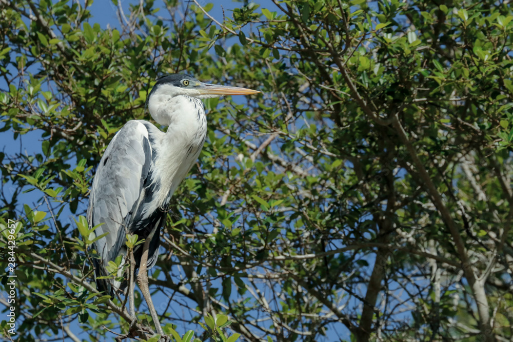 Obraz premium Pantanal, Mato Grosso, Brazil. Cocoi Heron perched in a tree along the Cuiaba River.