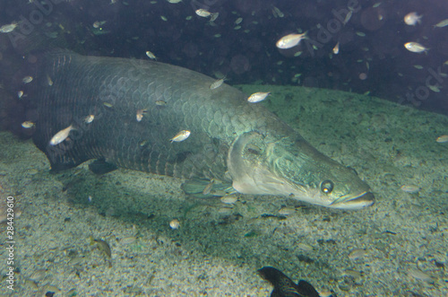 Wallpaper Mural Brazil, state of Sao Paulo, Santos. Guaruja, Acqua Mundo, the largest aquarium in South America. Pirarucu (Captive: Arapaima gigas) large fish native to Amazon River (aka Paiche). Torontodigital.ca