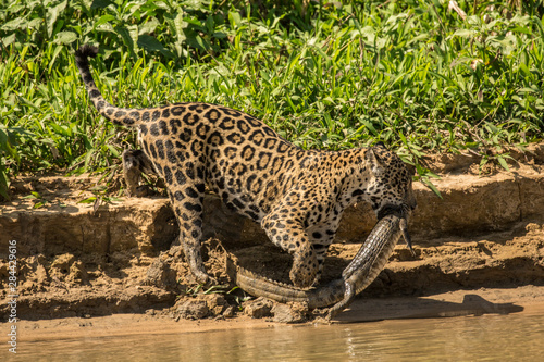 Obraz na plátne Female jaguar carrying a young Yacare Caiman that Pantanal, Mato Grosso, Brazil