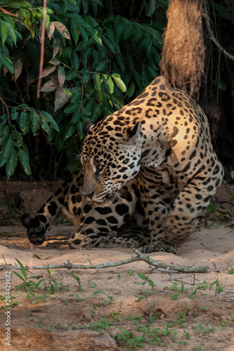 Brazil  Pantanal Wetlands  Female jaguar  Panthera onca  in the jungle on the bank of the Three Brothers River
