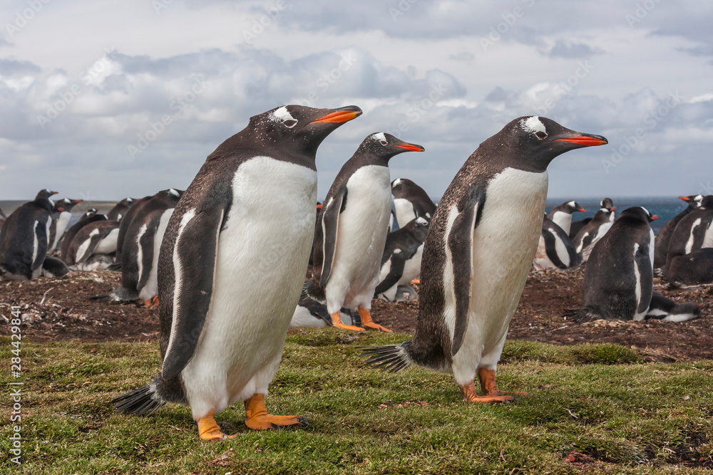 Fototapeta premium Falkland Islands, Bleaker Island. Gentoo penguin colony. Credit as: Cathy & Gordon Illg / Jaynes Gallery / DanitaDelimont.com