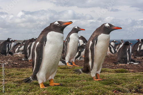 Falkland Islands, Bleaker Island. Gentoo penguin colony. Credit as: Cathy & Gordon Illg / Jaynes Gallery / DanitaDelimont.com