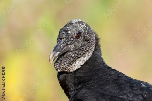 Brazil  Mato Grosso  The Pantanal  black vulture  Coragyps atratus .