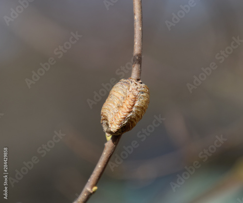 Ootheca mantis on the branches of a tree. The eggs of the insect
