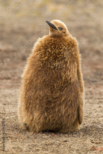 Falkland Islands, East Falkland, Saunders Island. King penguin chick or oakum boy. Credit as: Cathy & Gordon Illg / Jaynes Gallery / DanitaDelimont.com