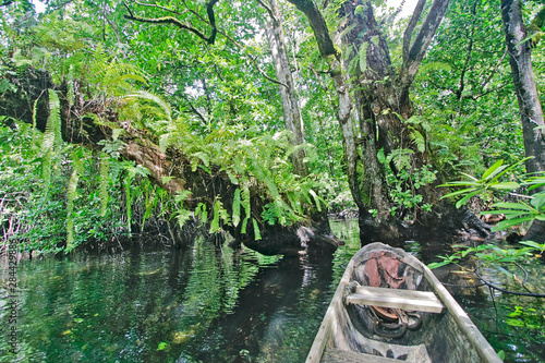 Kosrae, Micronesia. Outrigger canoe threads its way through mangrove swamp.