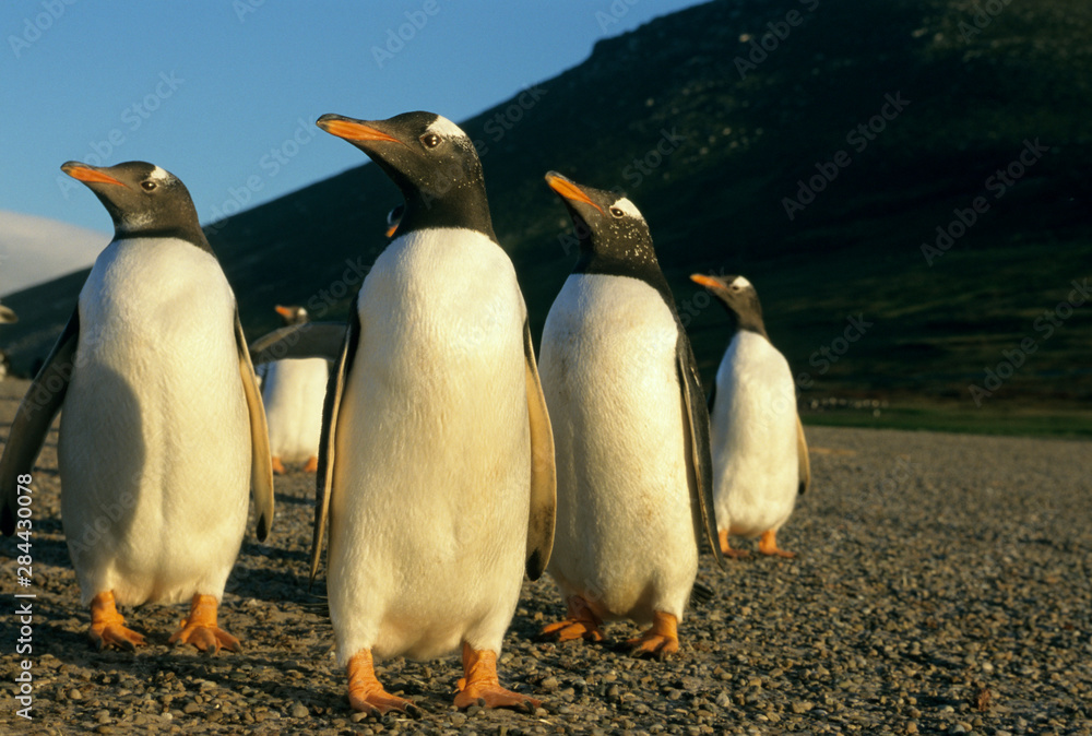 Fototapeta premium Gentoo Penguins, (Pygoscelis papua), sunset, Falkland Islands.