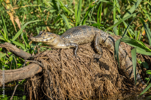 Pantanal, Mato Grosso, Brazil. Yacare Caiman sunning itself on top of a fallen tree, in the Cuiaba River.