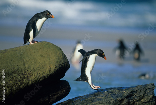 Canvas-taulu Rockhopper Penguins, (Eudyptes chrysocome), jumping, Saunders Island, Falkland Islands