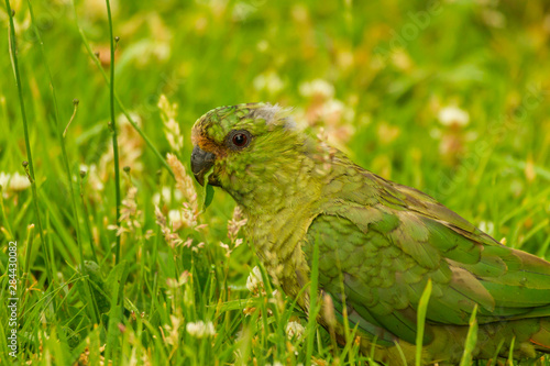 Chile, Patagonia, Torres del Paine National Park. Austral parakeet in grass. Credit as: Cathy & Gordon Illg / Jaynes Gallery / DanitaDelimont.com photo