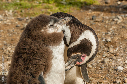 Chile, Patagonia, Isla Magdalena. Magellanic penguin adult preening chick. Credit as: Cathy & Gordon Illg / Jaynes Gallery / DanitaDelimont.com