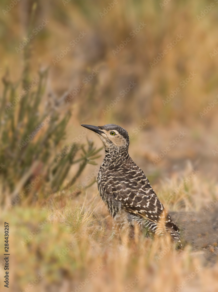 Chile, Torres del Paine National Park. Chilean Flicker hunts for insects on the ground. Chile, Torres del Paine National Park. Chilean Flicker hunts for insects on the ground.