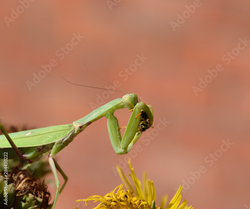 The female praying mantis devouring wasp