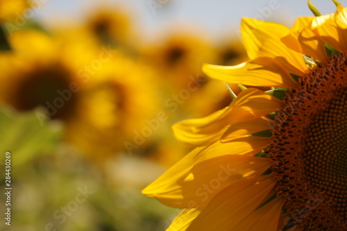 Flor de Girasol con detalles