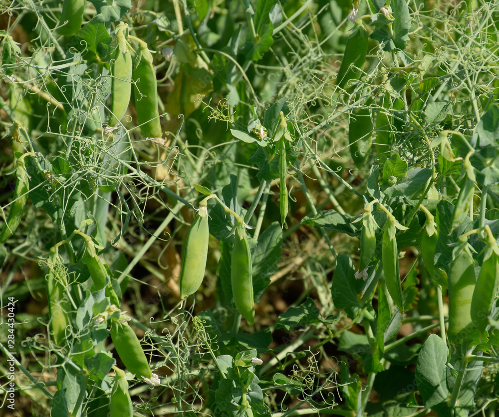 Green peas in the field. Growing peas in the field. Stems and po Green peas in the field. Growing peas in the field. Stems and po