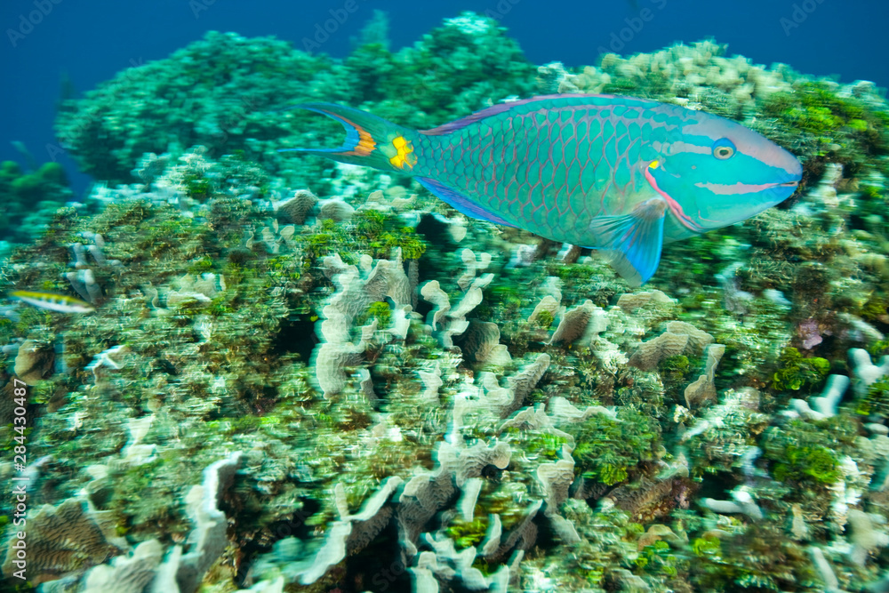 Fototapeta premium Stoplight Parrotfish (Sparisoma viride), Caribbean Scuba Diving, Roatan, Bay Islands, Honduras, Central America