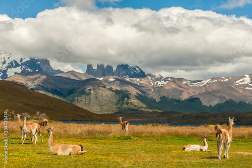 Chile, Patagonia, Torres del Paine National Park. Landscape of mountains and guanacos. Credit as: Cathy & Gordon Illg / Jaynes Gallery / DanitaDelimont.com © Jaynes Gallery/Danita Delimont