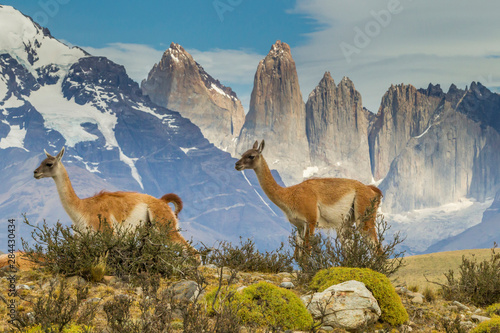 Chile  Patagonia  Torres del Paine. Guanacos in field. Credit as  Cathy   Gordon Illg   Jaynes Gallery   DanitaDelimont.com