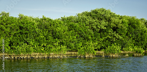Foto Canoeing through the mangrove, manglare, swamps of La Cienaga de la Vorgin near historic Cartagena, Colombia