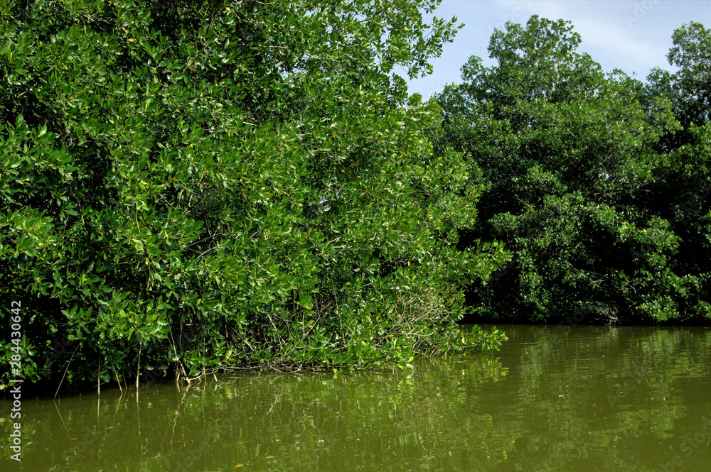 Canoeing through the mangrove, manglare, swamps of La Cienaga de la Vorgin near historic Cartagena, Colombia. Canoeing through the mangrove, manglare, swamps of La Cienaga de la Vorgin near historic Cartagena, Colombia.