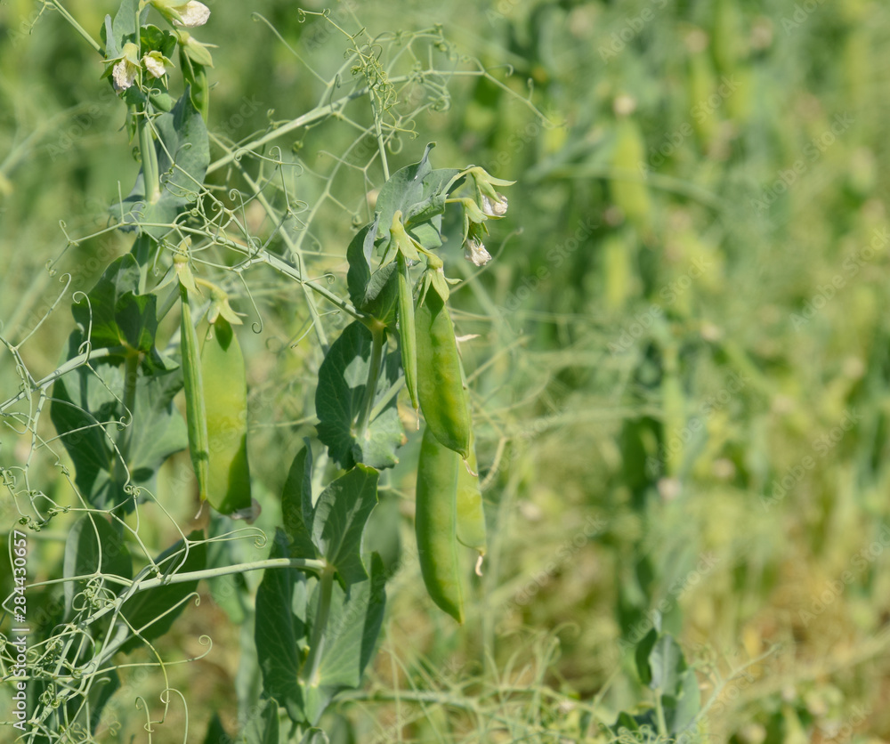 Green peas in the field. Growing peas in the field. Stems and po Green peas in the field. Growing peas in the field. Stems and po