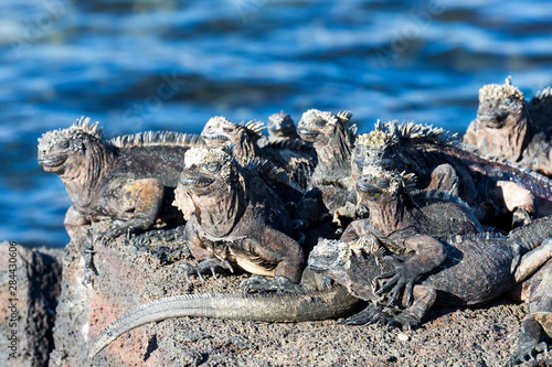 Ecuador, Galapagos Islands, Santiago, Puerto Egas, marine iguana (Amblyrhynchus cristatus) clustered together on the rocks. photo