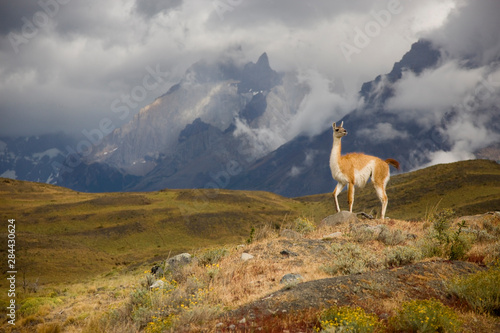 Chile, Torres del Paine National Park. A Guanaco spotlighted by the sun. 