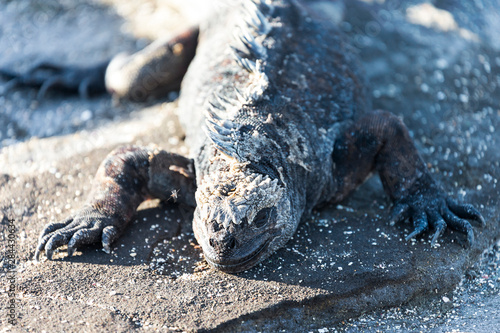 Ecuador, Galapagos Islands, Santiago, Puerto Egas, marine iguana (Amblyrhynchus cristatus). photo