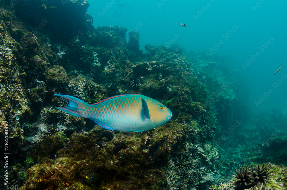 Blue-chin Parrotfish (Scarus ghobban) Galapagos Islands, Ecuador. Blue-chin Parrotfish (Scarus ghobban) Galapagos Islands, Ecuador.