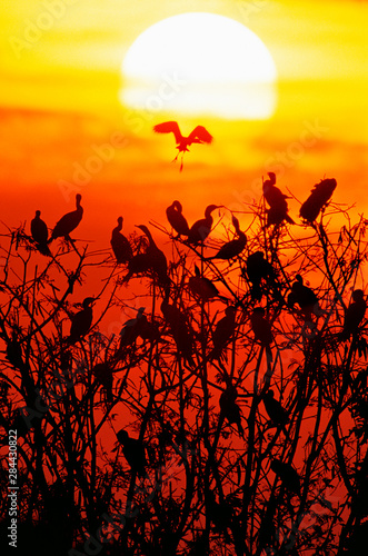 Mexico, Tamaulipas State. Silhouette of neotropic cormorants roosting at sunset. 