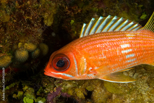 Squirrelfish (Holocentrus rufus) Hol Chan Marine Preserve, Belize Barrier Reef-2nd Largest in the World photo