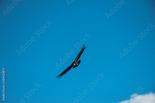 Andean Condor (Vultur graphs), Torres del Paine National Park, Patagonia. Magellanic region, Southern Chile