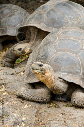 Ecuador, Galapagos, Santa Cruz. Charles Darwin Research Center. Giant Galapagos tortoise. Dome shelled (captive: Geochelone elephantopus)