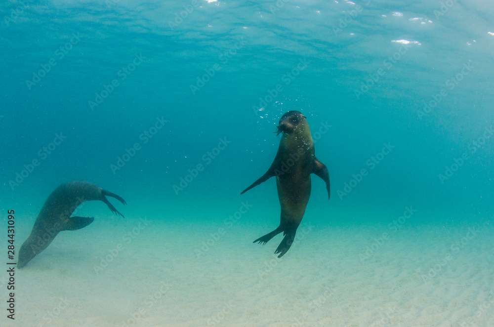 Obraz premium Galapagos Sea lion (Zalophus wollebaeki) underwater, Galapagos, Ecuador.
