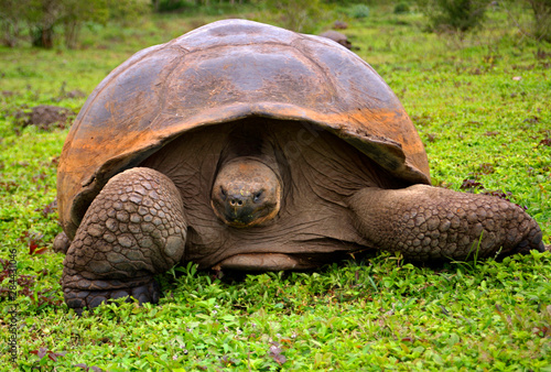 America, Ecuador, Galapagos Islands, Santa Cruz Island. The Galapagos Tortoise in the highlands of Santa Cruz Island.