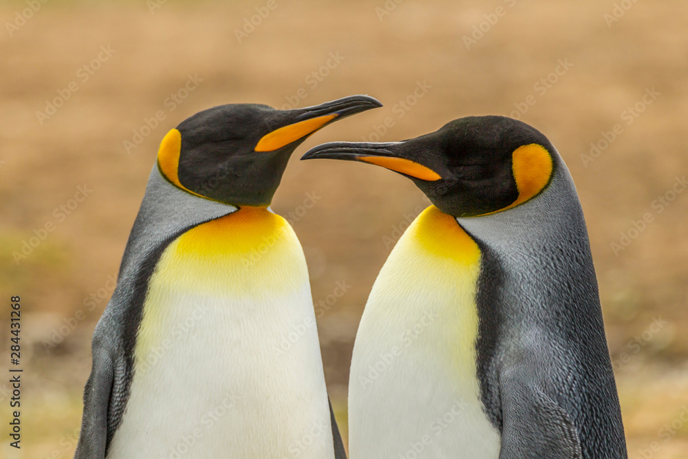 Fototapeta premium Falkland Islands, East Falkland, Volunteer Point. Pair of king penguins. Credit as: Cathy & Gordon Illg / Jaynes Gallery / DanitaDelimont.com