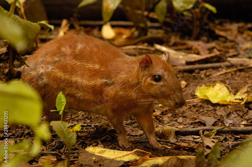 Obraz na płótnie Paca (Agouti Paca) Amazon Rain Forest. Ecuador, South America