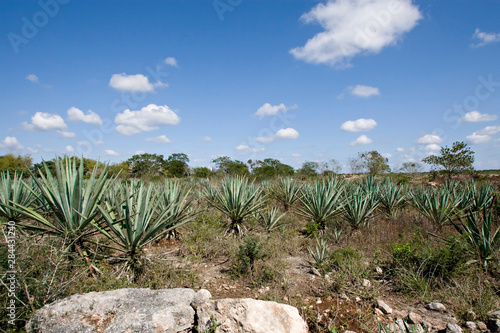 North America, Mexico, Yucatan, Merida. Hee are the sisal fields of a working hennequin (sisal) plantation called Sotuta de Peon, a few miles south of Merida. photo