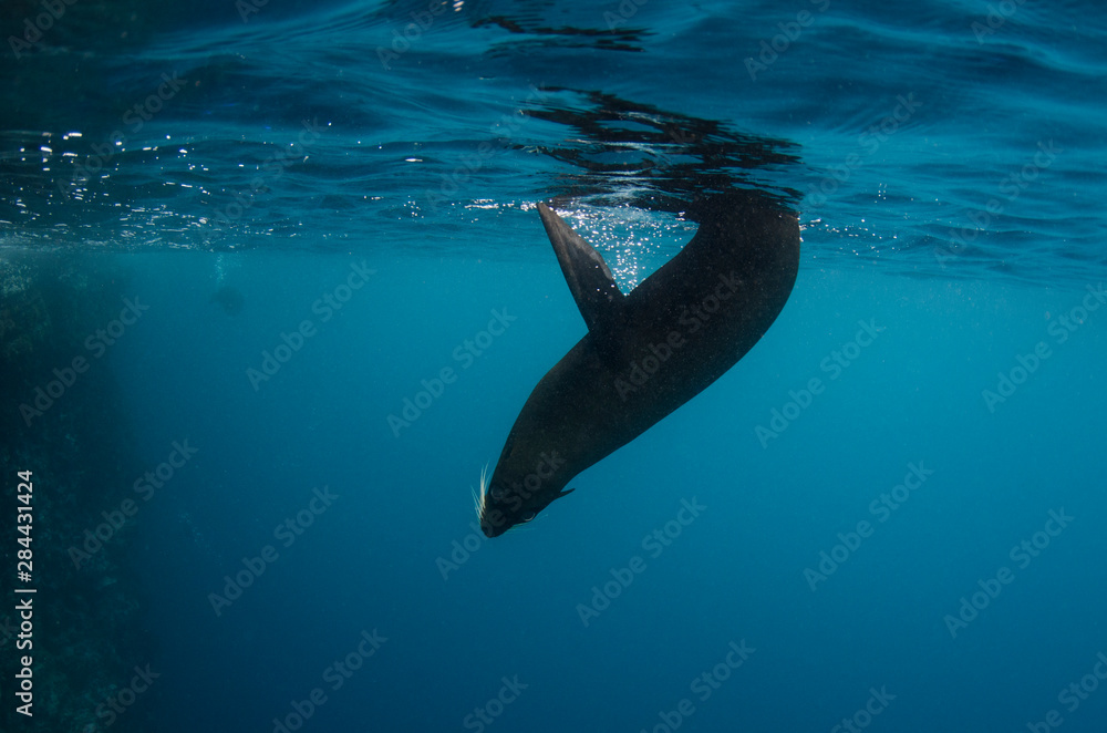 Fototapeta premium Galapagos Fur Seal (Arctocephalus galapagoensis) Galapagos Islands, Ecuador. These are the smallest of the world's 7 species of fur seals with males only reaching 65-80kg's.