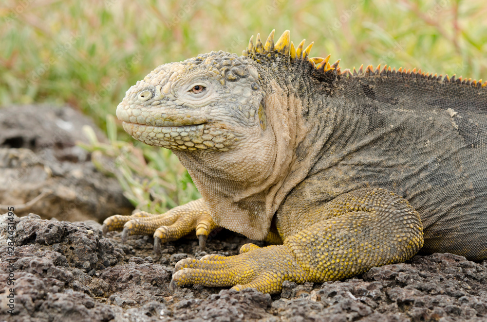 Ecuador, Galapagos, South Plaza Island. Endemic land iguana (Wild: Conolophus subcristatus) head and face detail.