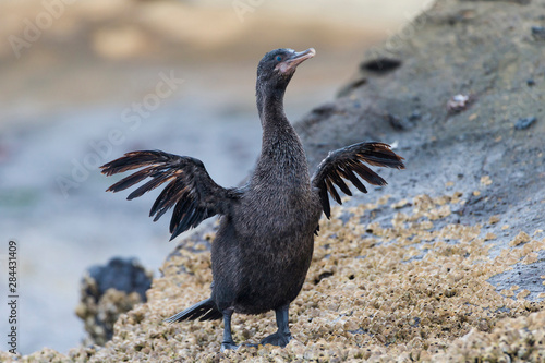 Ecuador, Galapagos Islands, Isabela, Tagus Cove, flightless cormorant (Nannopterum harrisi) drying its wings.