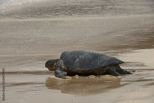 Galapagos Green Sea Turtle (Chelonia mydas agassizi) Nesting Female. Floreana Island, Galapagos Islands, Ecuador, Endemic Subspecies