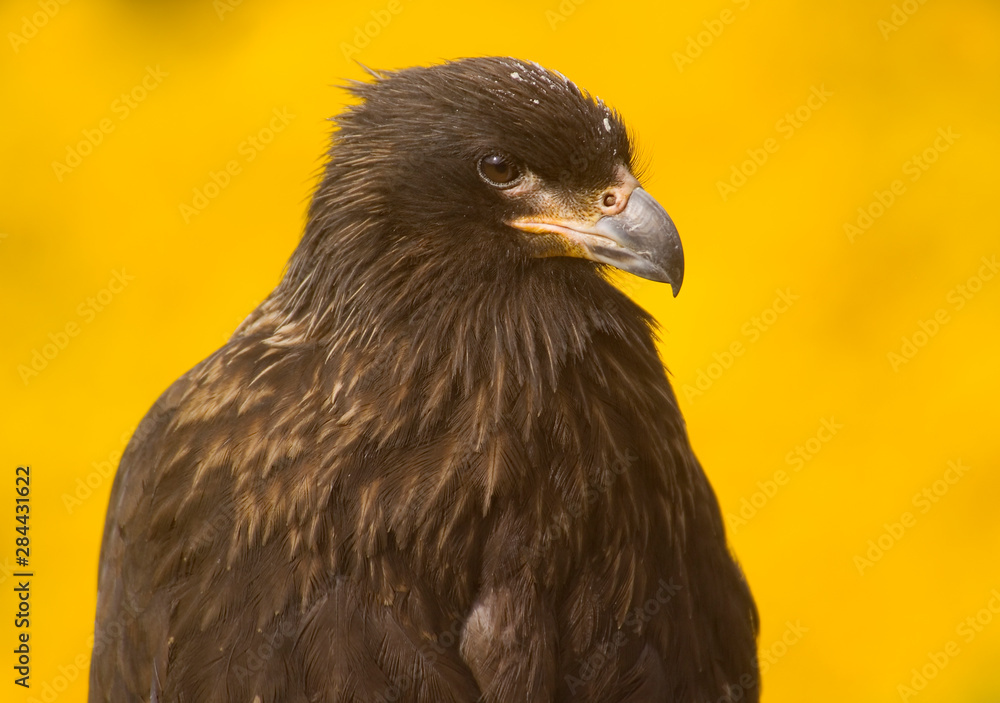 Fototapeta premium Close-up of a Striated Caracara (Johnny Rook) , Yellow Background, Falkland Islands